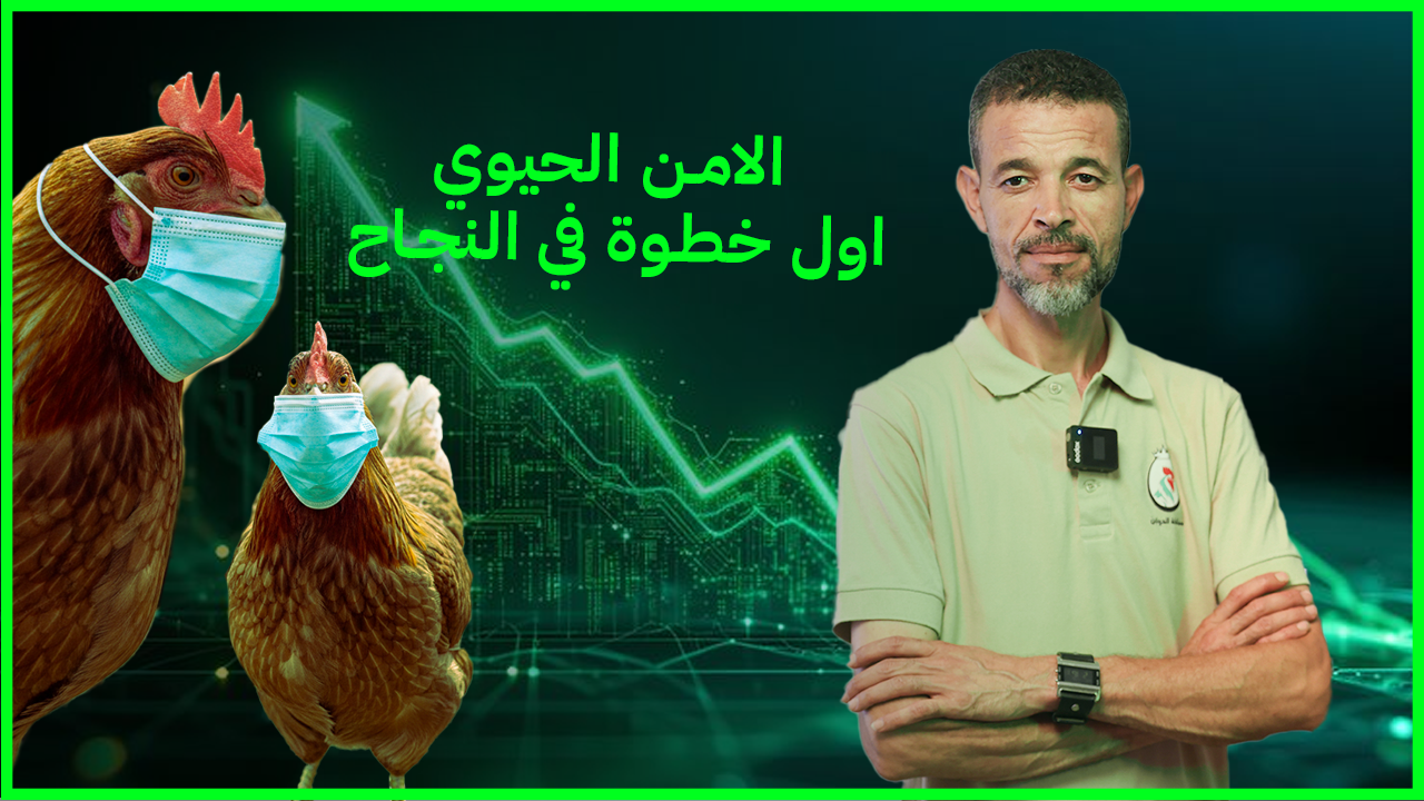 الأمن الحيوي لدجاج الضيعة: أساس نجاح مشروعك